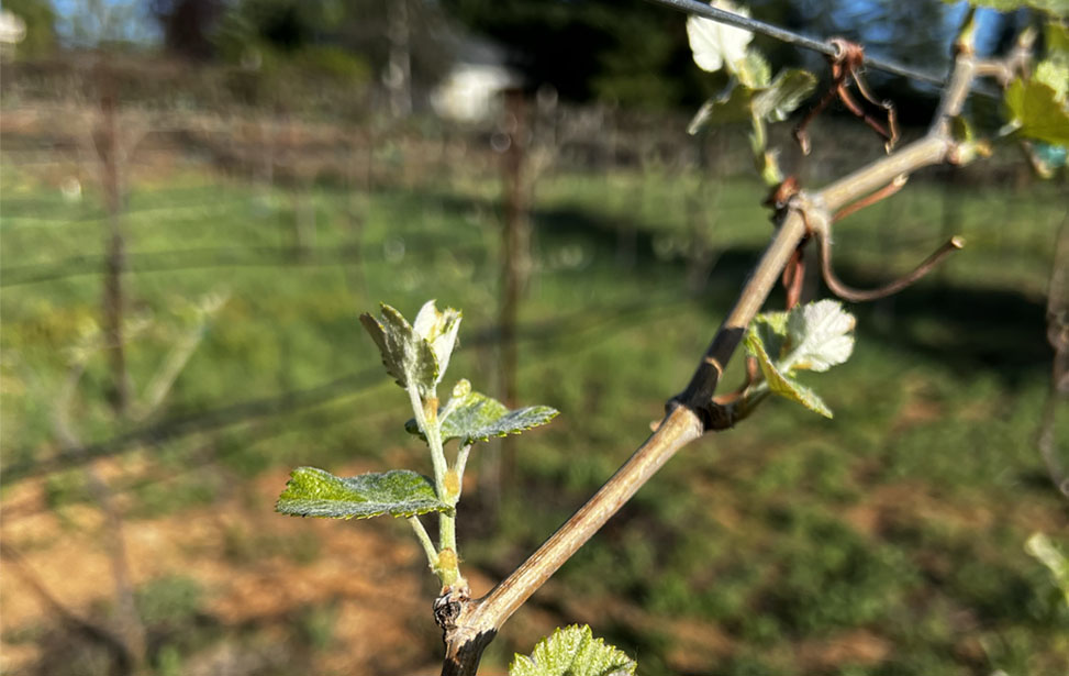 Photo of family and vineyard