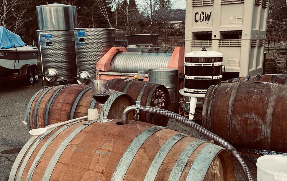 Photo of grapevines in fall